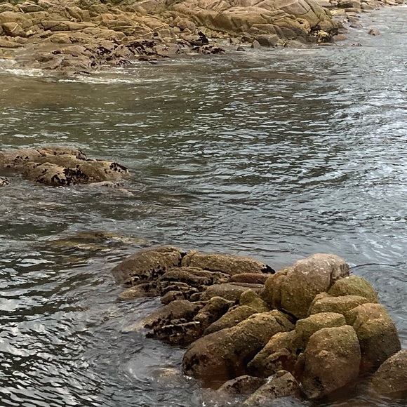 Meet your Posher, Bella - Picture 1 of 1